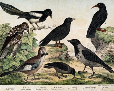 a: wrona czubata (Corvus cornix), b: kiełki zwyczajne (Corvus monedula), c: sójka pospolita (Garrulus glaudarius), d: cassenoix cętkowany (Nucifraga caryocatactes), e: Chocad żółtodzioby (Pyrrohocorax alpinus), f: rudy -billed (Pyrrhocorracorracorrax) x gr autorstwa Unknown artist