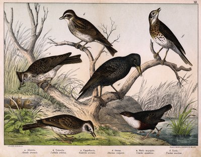 a: skowronek północny (Lark arvensis), b: skowronek lulu (Lullula arborea), c: Cappellaccia (Galerita cristata), d: szpak Sansonnet (Sturnus vulgaris), e: kaczka (Cinclus aquaticus), f: drozd (Turdus musicus) - w „Historii naturalnej ptaków”, wyd. Hoepli,  autorstwa Unknown artist