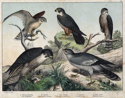 a: Pelerine Falcon (Falco peregrinus), b: Hawk Hawk (Hypotriorchis subbuteo), c: Kestrel Falcon (Tunnunculus alaudarius), d: European Hawk (Hawk