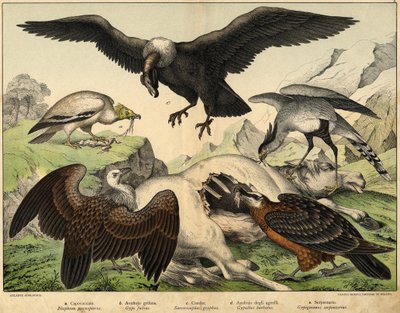 a: Percnopterus (Neophron percnopterus), b: Sęp płowy (Gyps fulvus), c: Kondor (Sarcoramphus gryphus), d: Sęp jagnięcy (Gypaëtus barbatus), e: Wąż (Gypogeranus serpentarius) - w "Historii naturalnej ptaków" wyd. Hoepli, Mediolan autorstwa Unknown artist