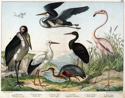a: Phenicopterer lub Flamingo (Phoenicopterus roseus), b: Bocian biały (Ciconia alba), c: Bocian czarny (Ciconia migra), d: Marabout (Leptoptilus crumenifer), e: Czapla biała (Ardea cinerea), f: Czapla czerwona ( Ardea purpurea) - w „Historii naturalnej pt autorstwa Unknown artist