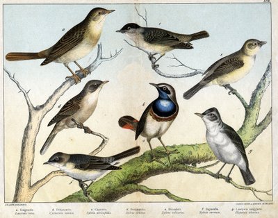 a: Rossignol (Luscinia vera), b: Pettazzuro (Cyanecula suecica), c: Blackhead (Sylvia atricapilla), d: Sterpazzola (Sylvia ciciera), e: Becfigue (Sylvia salicaria), f: jastrząb (bigiarella, Sylvia chariot) g : Canepino Giore (Hypolais Borin) - w "Natural" autorstwa Unknown artist