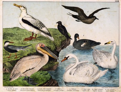 a: Jaskółka morska (Sterna hirundo), b: Stercorarius środkowy (Stercorarius pomatorhinus), c: Burzyk (Thalassidroma pelagica), d: Albatros (Diomedea exulans), e: Pelikan (Pelecanus onocratalus), f: Łabędź królewski (Cygnus olor ), g: dziki łabędź (Cygnus M autorstwa Unknown artist