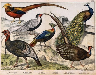 a: bażant srebrny (Euplocamus nycthemerus), b: bażant złocisty (Thaumalea picta), c: bażant Majestic (Argus giganteus), d: paw niebieski (Peacock cristatus), e: Lophophorus impeyanus, f: indyk (Meleagri-gallo) , w „Historia naturalna ptaków”, wyd. Motyka autorstwa Unknown artist