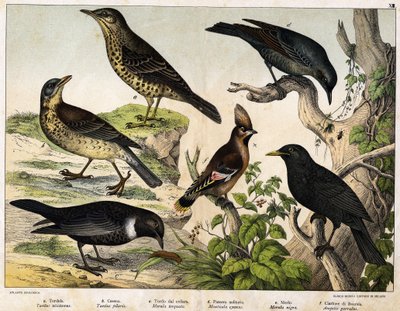 a: drozd (Turdus viscivorus), b: drozd (Turdus pilaris), c: kos (Merula torquata), d: kos niebieski (Monticola cyanus), e: kos (Merula nigra), f: cyganer (Ampelis garulus) - w „Historii naturalnej ptaków”, wyd. Hoepli, Mediolan autorstwa Unknown artist