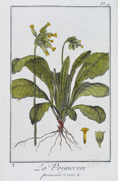 Pierwiosnek (Primula veris) - w „Ćwiczeniach z botaniki na użytek handlowców”, napisanym przez J.C. Philiberta, Imprimerie de Crapelet, Paryż autorstwa Unknown artist