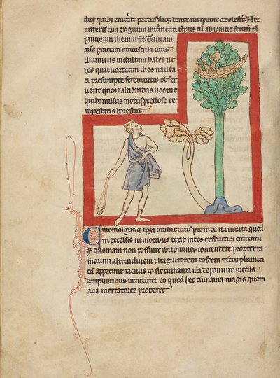 Cinomolgus autorstwa Unknown artist