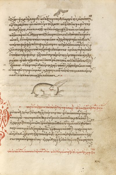 A Hare autorstwa Unknown artist