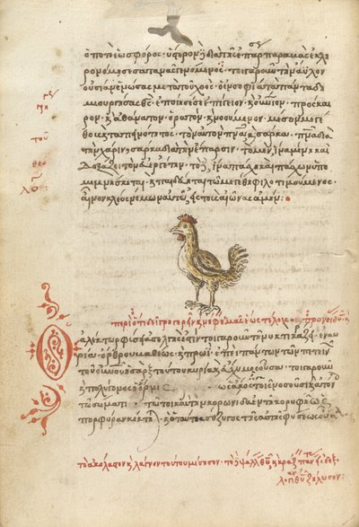 A Hen autorstwa Unknown artist