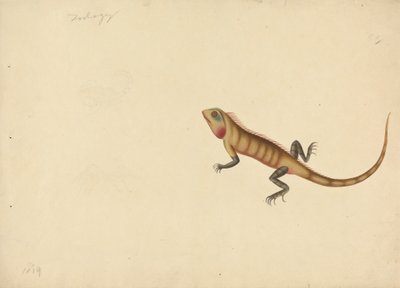 Jaszczurka ze szkicami skorpiona i pająka autorstwa Unknown artist