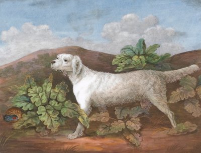 Seter: zwrócony w lewo, z kuropatwą ukrywającą się wśród łopianów po lewej stronie autorstwa Unknown artist