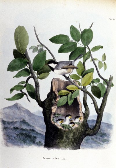 Plansza przedstawiająca pospolitego ptaka (lub wróbla) w pobliżu gniazda. autorstwa Unknown artist