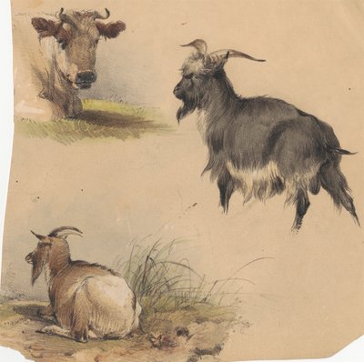 Krowa i dwie kozy autorstwa Unknown artist