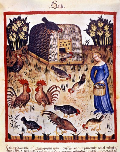 Młoda kobieta na niskim podwórku karmi kury i koguty. Oświetlenie z doju medycyny i dietetyki „”Tacuinum sanitatis”” autorstwa Unknown artist