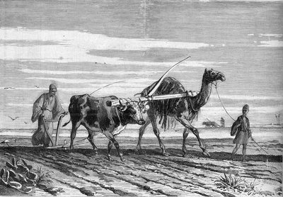 Rolnictwo w Egipcie: pług krowy i wielbłąda. Grawer w „” Le Monde Illustré”” nr 1316 z dnia 17 czerwca 1882 r. autorstwa Unknown artist