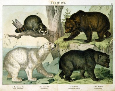 Niedźwiedź amerykański, niedźwiedź brunatny, niedźwiedź polarny i torbacz – w „Historii naturalnej ssaków”, wyd. Schreiber, Monachium autorstwa Unknown artist