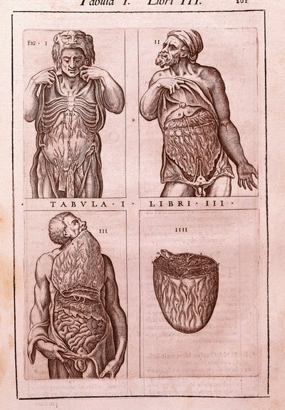 Tablica anatomiczna przedstawiająca: wymiary, mięśnie brzucha, jelit i żołądka. Grawerowanie w „Anatomia Corporis Humani” autorstwa Juana Valverde De Amusco (1525-1588). Tabela I, Księga III. Barcelona. Biblioteca de Catalunya (Biblioteka Narodowa Ca autorstwa Unknown artist