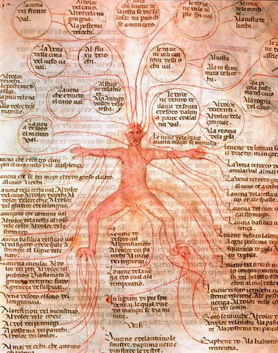Wykres anatomiczny ilustrujący krążenie krwi Miniatura z rękopisu „De surgia”” XIII-wieczna Wenecja Biblioteca Marciana autorstwa Unknown artist