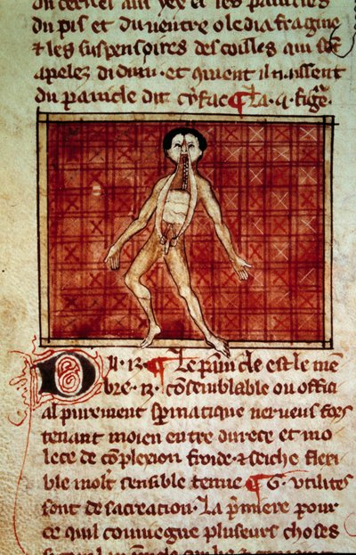 Figura anatomiczna: skórka, otwarta klatka piersiowa. Miniatura z rękopisu „Chirurgia” (Folio 11v) autorstwa Henri de Mondeville (chirurg profesora anatomii Philippe Le Bel) autorstwa Unknown artist