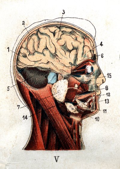 Anatomia: przekrój czaszki człowieka, przekrój mózgu i twarzy. Tablica przedstawia gruczoły na poziomie czaszki, płatów i móżdżku. „Nowy naturalny lek” F.E. Bilz.1898. autorstwa Unknown artist