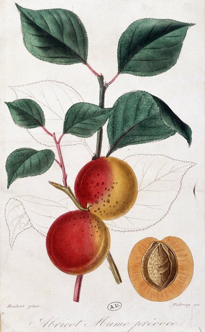 Morela - deska botaniczna autorstwa Unknown artist