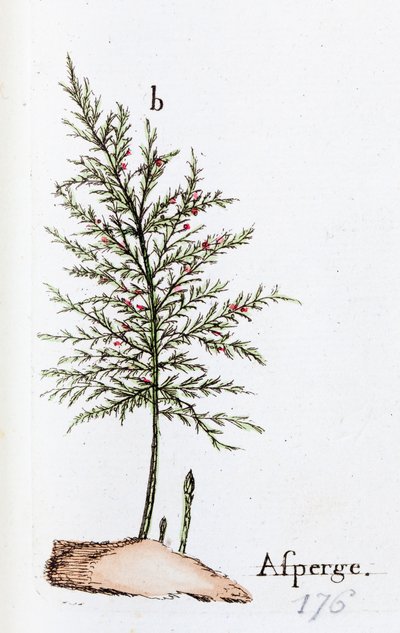 Szparagi autorstwa Unknown artist