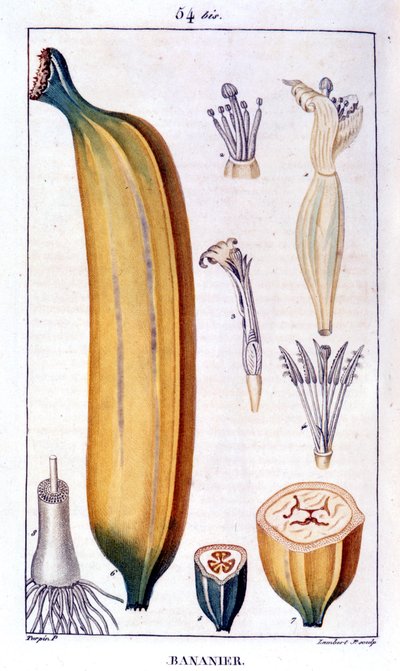 Drzewo bananowe - rycina z XIX wieku. autorstwa Unknown artist