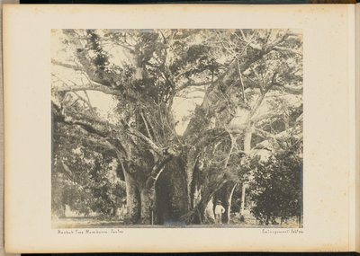 Drzewo baobabu. Mombassa. autorstwa Unknown artist