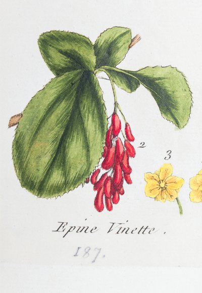 Berberys autorstwa Unknown artist