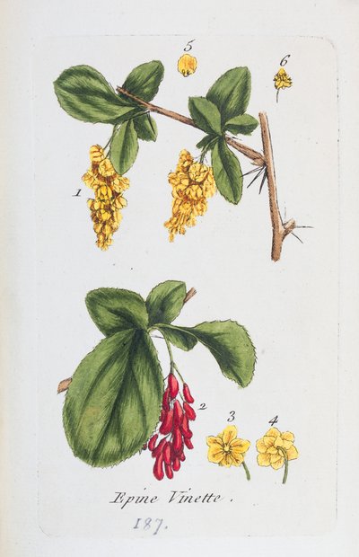 Berberys autorstwa Unknown artist