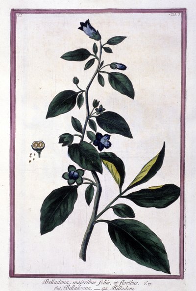 Belladonna, kwiaty i jagody. Roślina trująca stosowana w medycynie. Rycina po XIX-wiecznym zielniku. autorstwa Unknown artist
