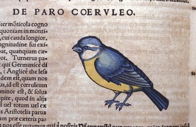 Blue Passereau w Historia Animalium Conrada Gesnera (1516-1565), Tiguri autorstwa Unknown artist