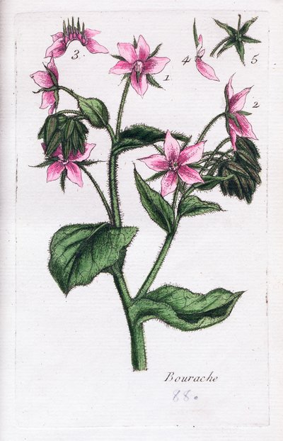 Ogórecznik autorstwa Unknown artist