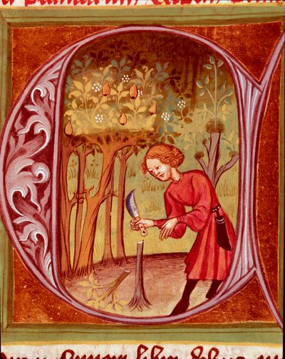 Botaniczny: ogrodnik uprawiający przeszczep. Miniatura zaczerpnięta z „Rustican czyli Księga o wsi i zyskach wiejskich” (Rerum ruralium commodorum) autorstwa Pietro de Crescenzi (Crescent Stone lub Crescens Stone) (1233-1320) XIV-wieczna Praga, Biblioteka  autorstwa Unknown artist