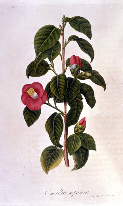 Deska botaniczna: Camelia z Japonii. Grawerowanie z XIX wieku autorstwa Unknown artist