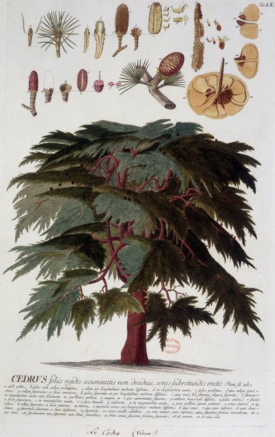 Deska botaniczna: Cedr. b.d. 19 wiek. autorstwa Unknown artist