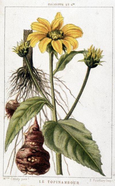 Tablica botaniczna przedstawiająca topinambur. autorstwa Unknown artist