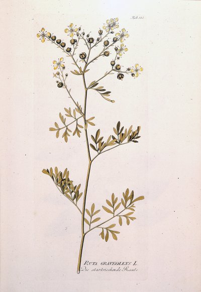 Tablica botaniczna: rue officinale (Ruta graveolens). W „Ikonach Roślin Leczniczych” J.J.Plencka, Wiedeń, Austria autorstwa Unknown artist