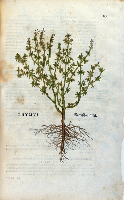 Talerz botaniczny: Zielnik z tymiankiem (grasicą) autorstwa Lheonarda Fuchsa, „Historia Stirpium”, Bale autorstwa Unknown artist