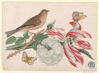 Brązowy ptak na gałęzi z różą, tulipanem i owadami autorstwa Unknown artist
