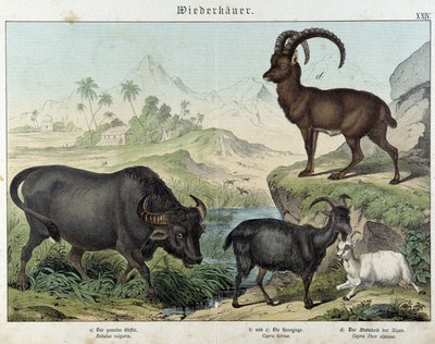 Bawół, koza, koza i koziorożec - w „„Historie naturalne ssaków””, wyd. Schreiber autorstwa Unknown artist