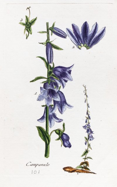 Dzwonek brzoskwiniolistny (Campanula) autorstwa Unknown artist
