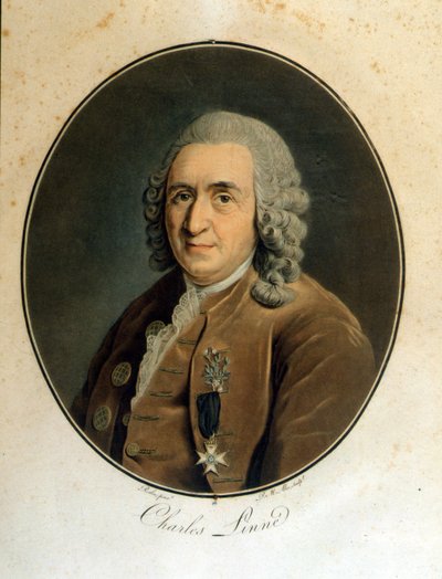 Carl Von Linné szwedzki przyrodnik i pisarz (1707 - 1778) autorstwa Unknown artist