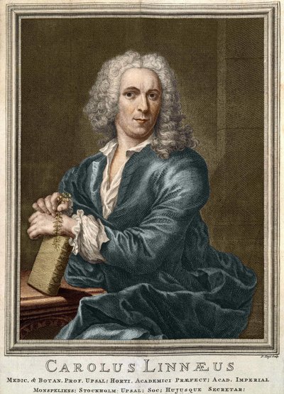 Carl Von Linné szwedzki przyrodnik i pisarz (1707 - 1778) autorstwa Unknown artist