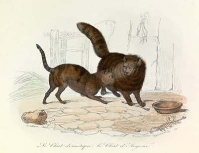 Koty: Domowe i angorskie; Cuvier i klasyfikacja Linneusza (rycina) autorstwa Unknown artist