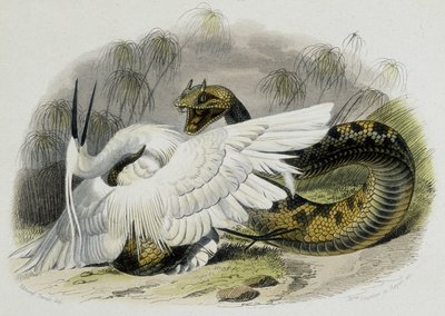 Ceraste (wąż z rodziny żmij) bijący ptaka. XIX-wieczna rycina z rysunku francuskiego przyrodnika Lacepede (1756-1709). autorstwa Unknown artist