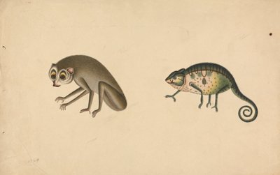 Kameleon i ssak autorstwa Unknown artist