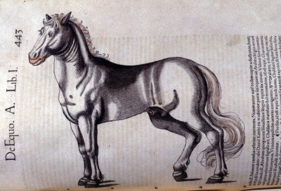 Kawaler. w Historia Animalium Conrada Gesnera (1516-1565), Tiguri autorstwa Unknown artist