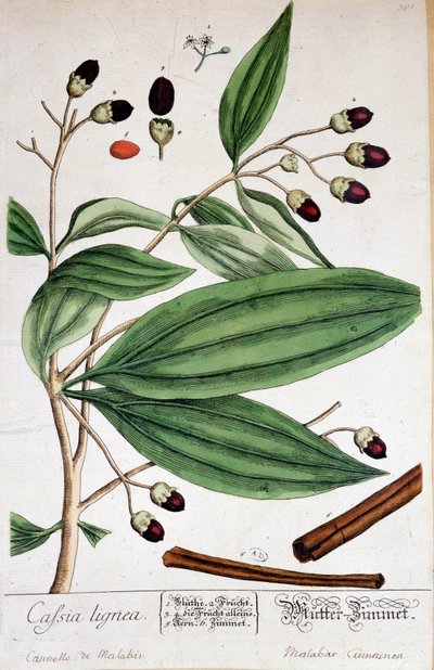 Cynamon de Malabar (Indie) - deska botaniczna autorstwa Unknown artist