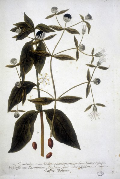 Kawowiec w XIX-wiecznym zielniku. autorstwa Unknown artist